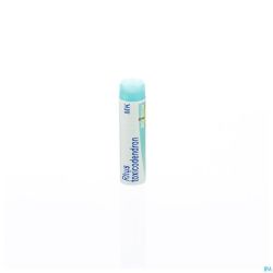 Rhus Toxicodendron Mk Gl Boiron